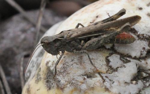 Chorthippus sp.